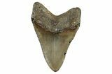 Fossil Megalodon Tooth - North Carolina #350598-2